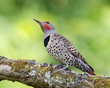 Northern Flicker Against a Green Background