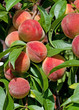 Pfirsichbaum - malum Persicum