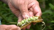 Peas