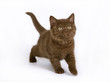 chocolate British kitten chocolate British kitten