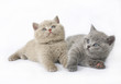Two British kittens on white background Two British kittens on white background