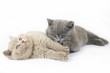 British kittens on white background British kittens on white background