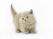 lilac British kittens lilac British kittens