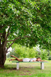 Young woman smile lay bench big green tree park