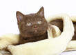Brown kitten wrapped in fur. Brown kitten wrapped in fur.