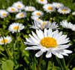 Gänseblümchen