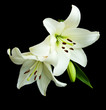 White lilies on a black  background