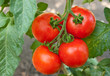 Red ripe tomatoes Red ripe tomatoes