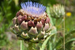artichaud en fleur