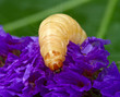 larva
