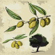 Olive oil