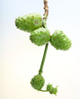 Noni Fruit