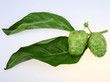 Noni Fruit