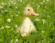 baby duck
