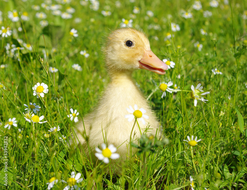 Foto: baby duck baby duck