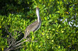 Brown pelican sitting on the mangrove tree