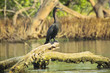 Neotropic cormorant sitting on a log in mangrove forest