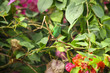 Beautiful hummingbird in the bush with flowers