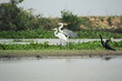 Great blue heron, great egret and Anhinga snakebird on the bank
