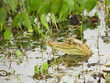 Young Spectacled Caiman showing his head in the swamp