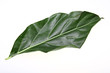 Noni leaf
