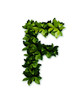 letter leaves F