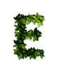 letter leaves E