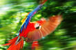 Scarlet macaw in Honduras