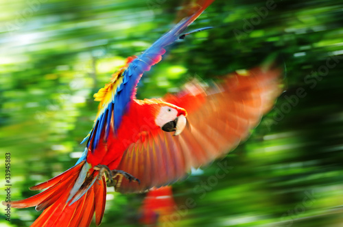 Foto: Scarlet macaw in Honduras Scarlet macaw in Honduras