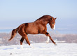 Photo en ligne au meilleur prix red horse on the snow in winter