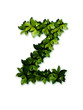 letter leaves Z