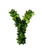 letter leaves Y