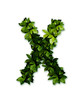 letter leaves X