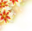 Lily Flowers border design. Summer Flowers