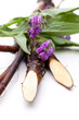Beinwell (Symphytum officinale L.) Blüten und Wurzel