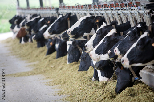 Photo: Holstein cows Holstein cows