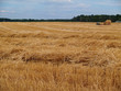 Rows of Piled Straw in a Freshly Cut Wheat Field