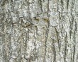 tree bark texture