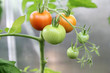 red and green tomatoes in a greenhouse