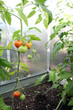 red and green tomatoes in a greenhouse