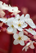 branch of cherry flowers on red background