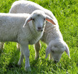 Photo: Lämmer Lämmer