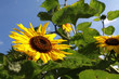 Sonnenblumen