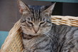 Il gatto nella cesta