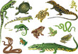 set of reptiles and amphibians isolated on white set of reptiles and amphibians isolated on white
