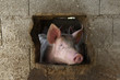 porc fermier