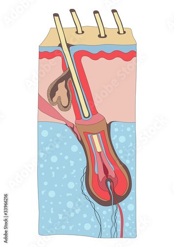 Vector: Human hair structure anatomy illustration Human hair structure anatomy illustration