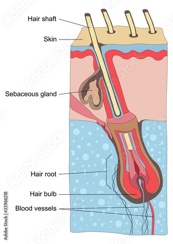 Vector: Human hair structure anatomy illustration Human hair structure anatomy illustration