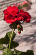 Géranium rouge sur une terrasse Géranium rouge sur une terrasse