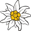 Edelweiß